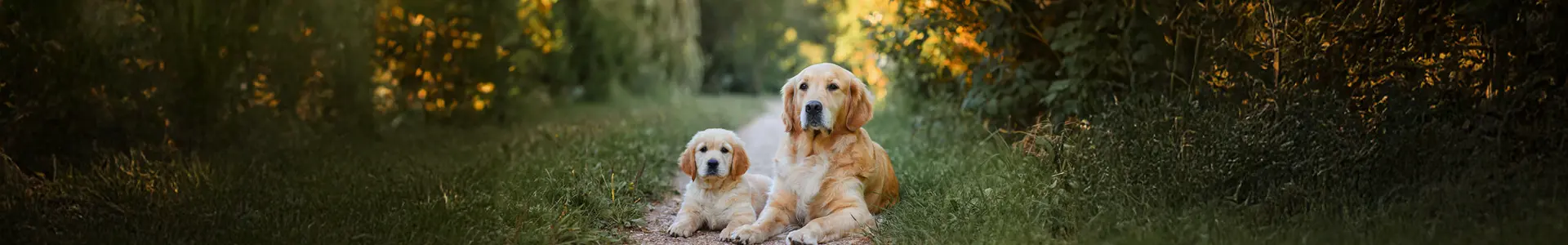 Gumi Dog Cachorros